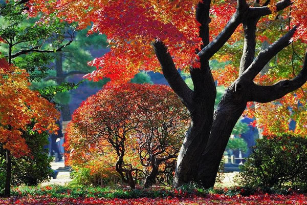 Khu vườn Rikugien – Tokyo - Nhật Bản vào mua thu thật lộng lẫy.