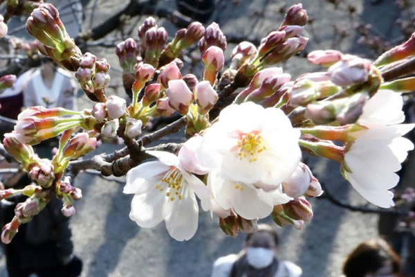Nhiều địa điểm ở Nhật Bản đã xuất hiện hoa anh đào nở
