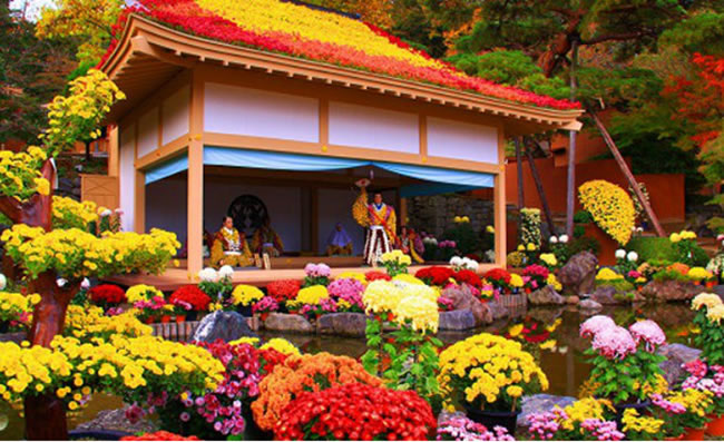 Triển lãm hoa cúc tại Đền Meiji và Chùa Asakusa Kannon ở Tokyo.